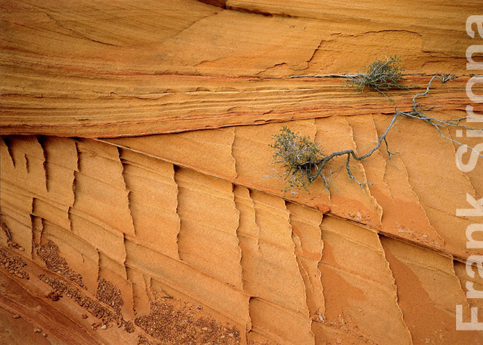 edge of Life Vermillion Cliffs © Frank Sirona