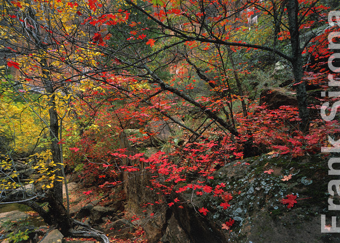 Maple Display Zion Canyon © Frank Sirona
