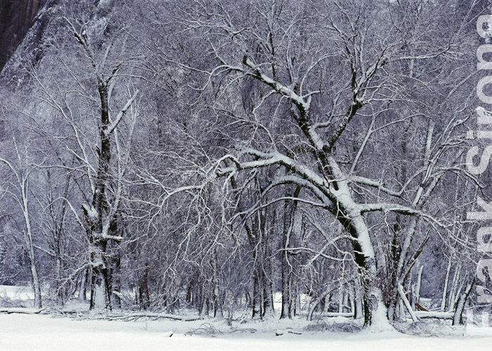Snowbound Yosemite © Frank Sirona